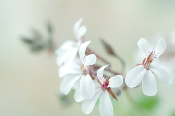 Closeup nature view of scented geranium on blurred background