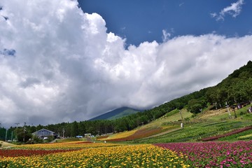 【長野県諏訪郡】富士見高原 花の里