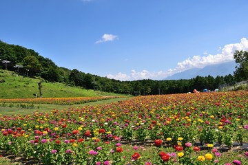 富士見高原 広大な百日草花壇