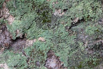 Embossed texture of the brown bark of a tree with green moss and lichen on it.