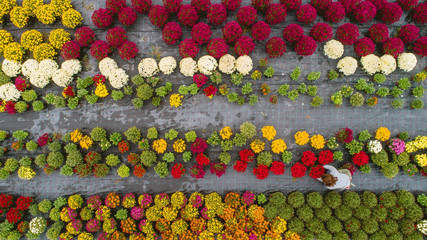Obraz premium Flower field (shoot from above)
