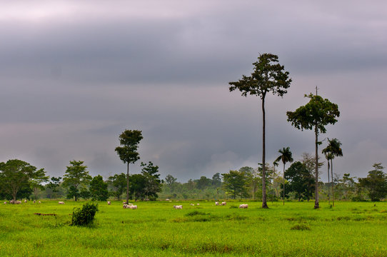 llanuras colombianas