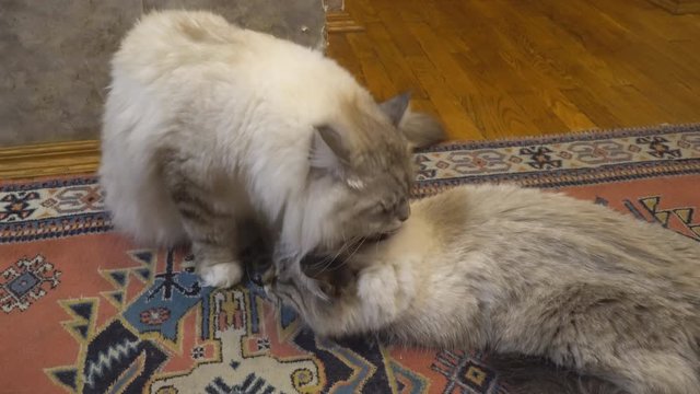 love game and courtship between two Siberian  color point cats in a city apartment