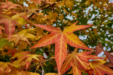 Autumn red, orange, yellow leaves on liquidambar (Liquidambar strasiciflua) branches. amber tree Texture of nature for design