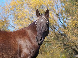 Portrait of a silvery-black horse against the background of autumn foliage