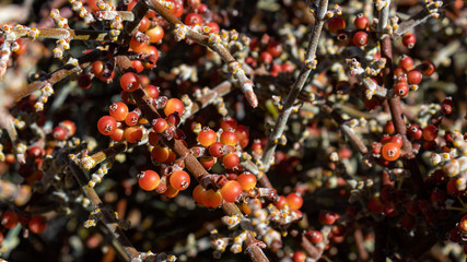 Phoradendron californicum, desert mistletoe or mesquite mistletoe, a hemi parasitic plant covered in small sweet red berries. Located in the Sonoran Desert, Pima County, Tucson, Arizona, USA. 