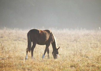 Fototapeta premium The horse with a light mane is grazed on a meadow in the early foggy morning