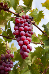 bunch of red grapevine