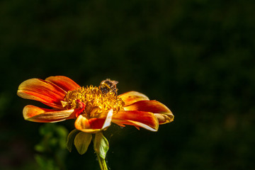 Dahlie mit Hummel