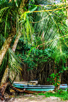 Fishing boats under the palm trees. Sri Lanka
