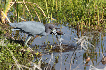 Little Blue Heron stalking food