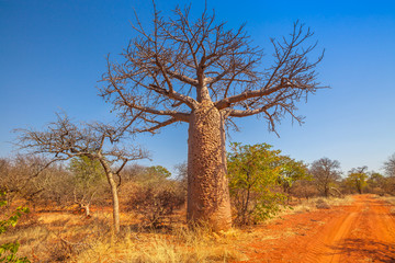 Fototapeta na wymiar Baobab tree also known as monkey bread trees, tabaldi or bottle trees, in Musina Nature Reserve, one of the largest collections of baobabs in South Africa. Limpopo Game and Nature Reserves.