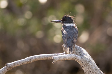 Belted Kingfisher
