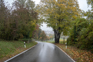 Road Amidst Trees In Forest During Autumn