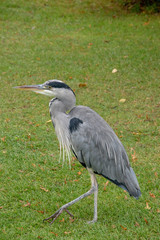 Fototapeta premium Grey Heron (Ardea Cinerear) on a lush green lawn