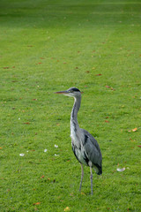 Grey Heron (Ardea Cinerear) on a lush green lawn