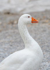  Domestic Goose enjoying for walking in garden.