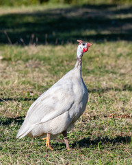 Domesticated Helmeted Guineafowl (Numida meleagris) feeding