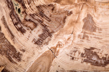 botanolite larch brown texture macro
