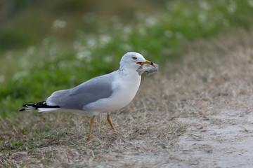 Ring-billed Gull with fish