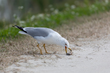 Ring-billed Gull with fish