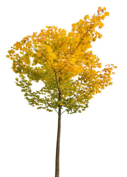 small yellow and green autumn maple on white