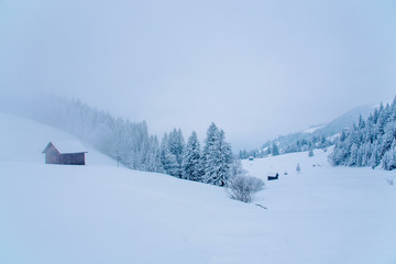 View of snow covered pine forest in Switzerland.