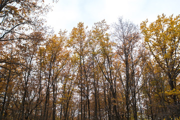 beautiful yellow autumn forest path