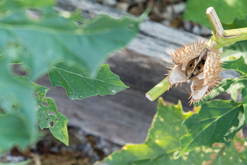 Durman fruit outdoors in nature.