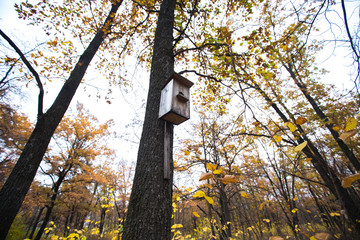 beautiful wooden nesting box in the autumn forest
