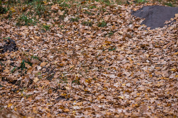 bike trail in the forest