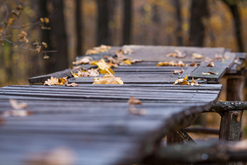 wooden ramp in the forest
