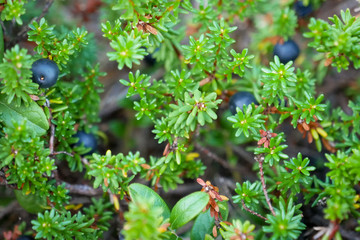 Black crowberry on White sea bay, Russia