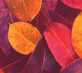 Red and yellow autumn leaves background / texture