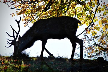 silhouette of grazing deer with antlers