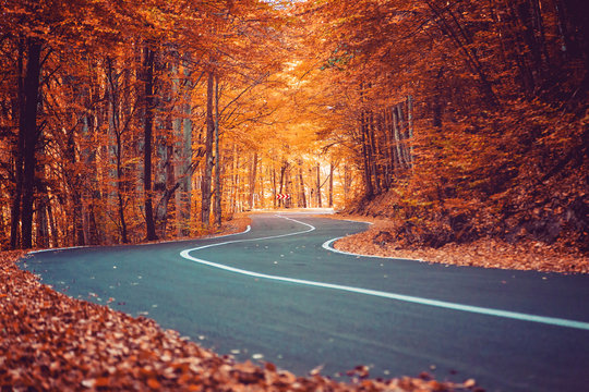 Magic colorful autumn forest road.