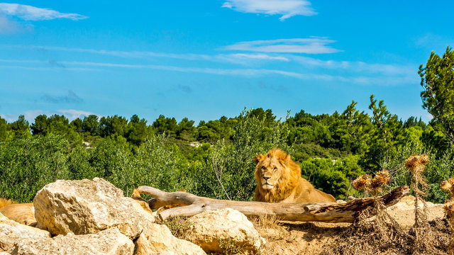 lion sigean