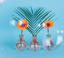 Orange daisy flower in a vase on trendy background.