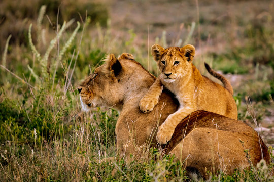 Lion Cub With His Mother In Serengeti