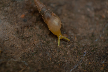 garden snail