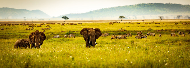 Naklejka na ściany i meble wildlife in serengeti with elephants and zebra in front of mountains