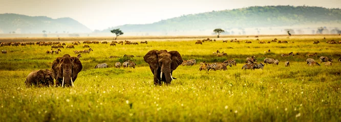 wildlife in serengeti with elephants and zebra in front of mountains © Stephan