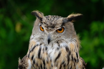 great horned owl