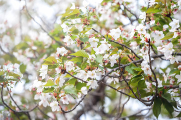 Beautiful cherry blossom; Sakura in spring time in Kyoto, Japan