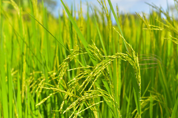 Rice plant is growing in the field 