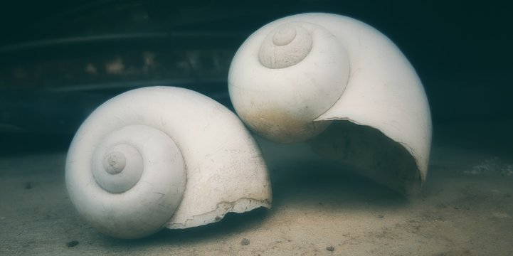 A big shell