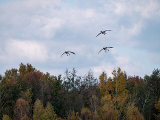 birds flying together above lake