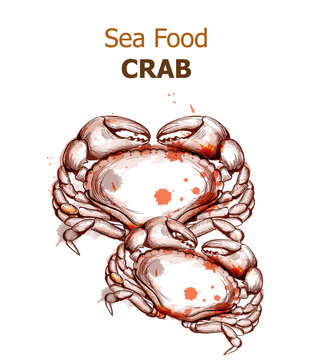 Menu card template crab Vector. Fresh seafood design line arts. Vintage spots