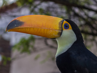 portrait of a toucan2