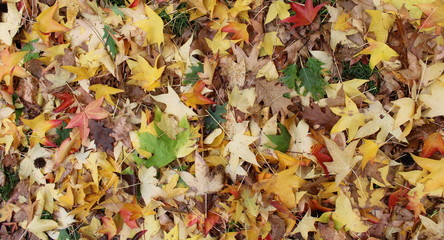 Foglie sul prato in Autunno 